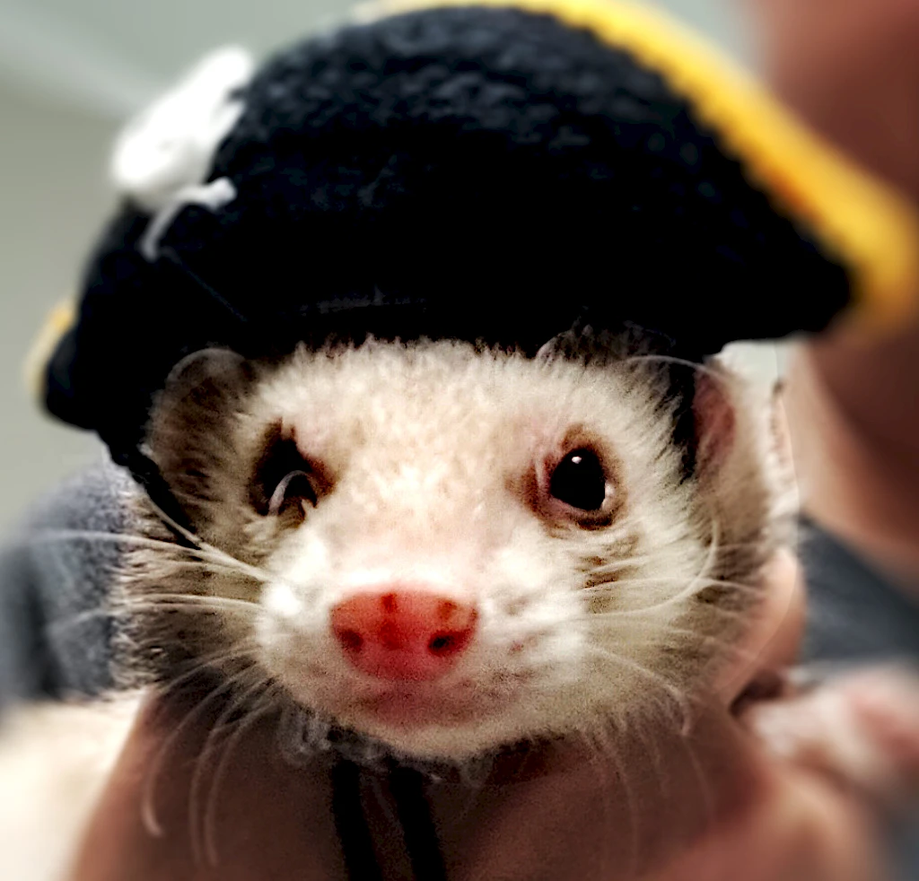 The real Captain Kushwhiskers!