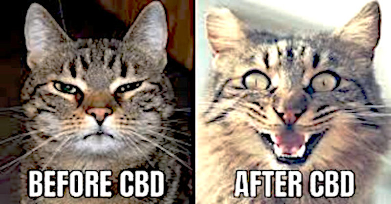 Image of Before CBD / After CBD